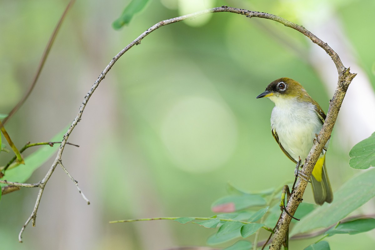 Cream-throated White-eye (Halmahera) - Boas Emmanuel