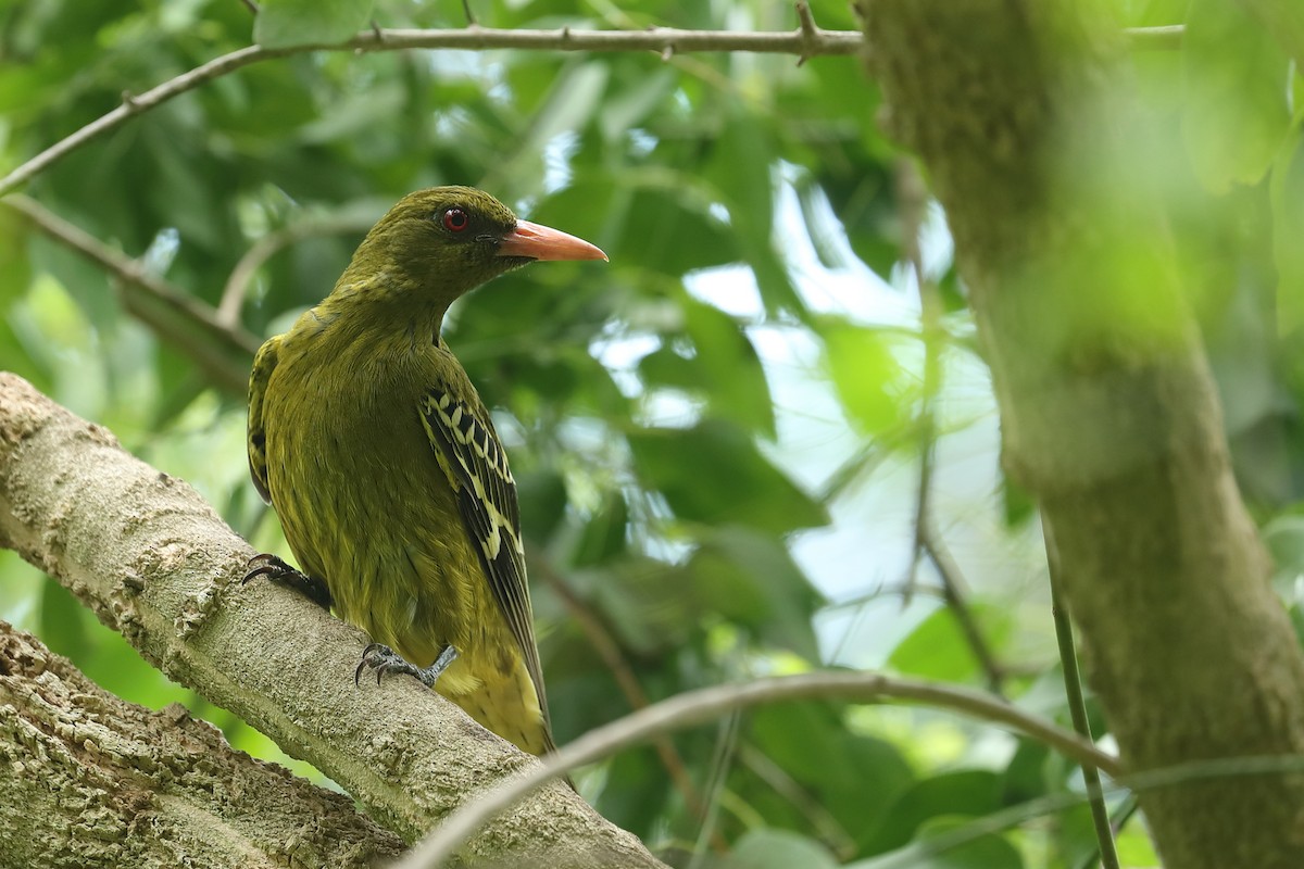 Green Oriole - Todd Burrows