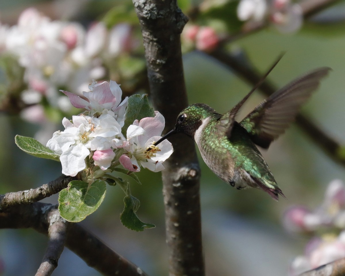 Ruby-throated Hummingbird - ML619122122