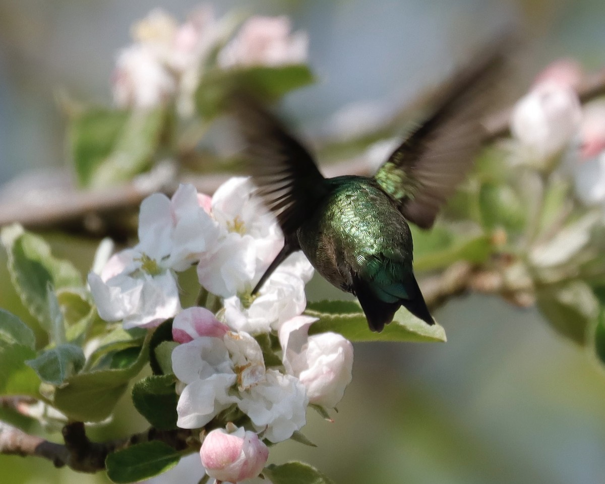 Colibri à gorge rubis - ML619122123