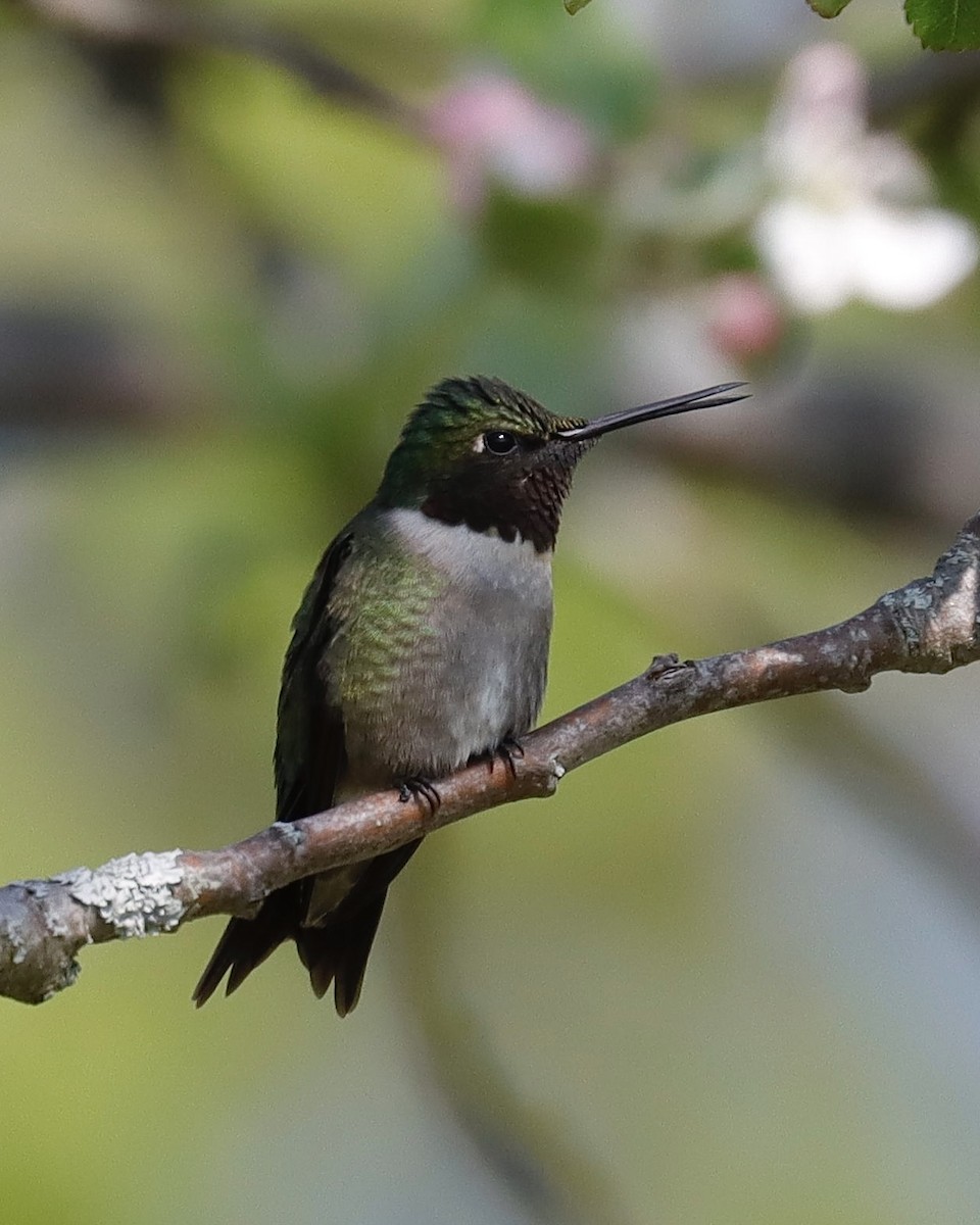 Ruby-throated Hummingbird - ML619122124