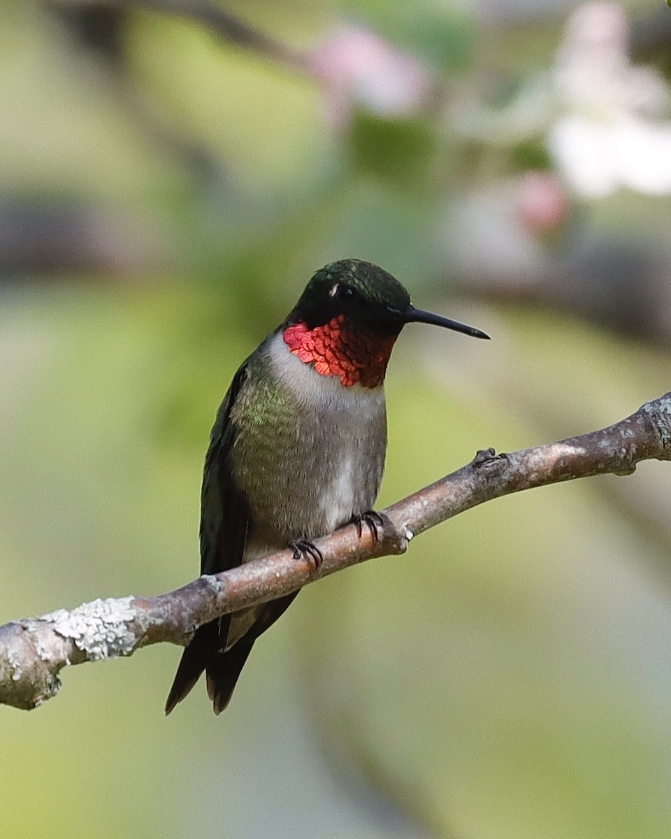 Colibri à gorge rubis - ML619122125