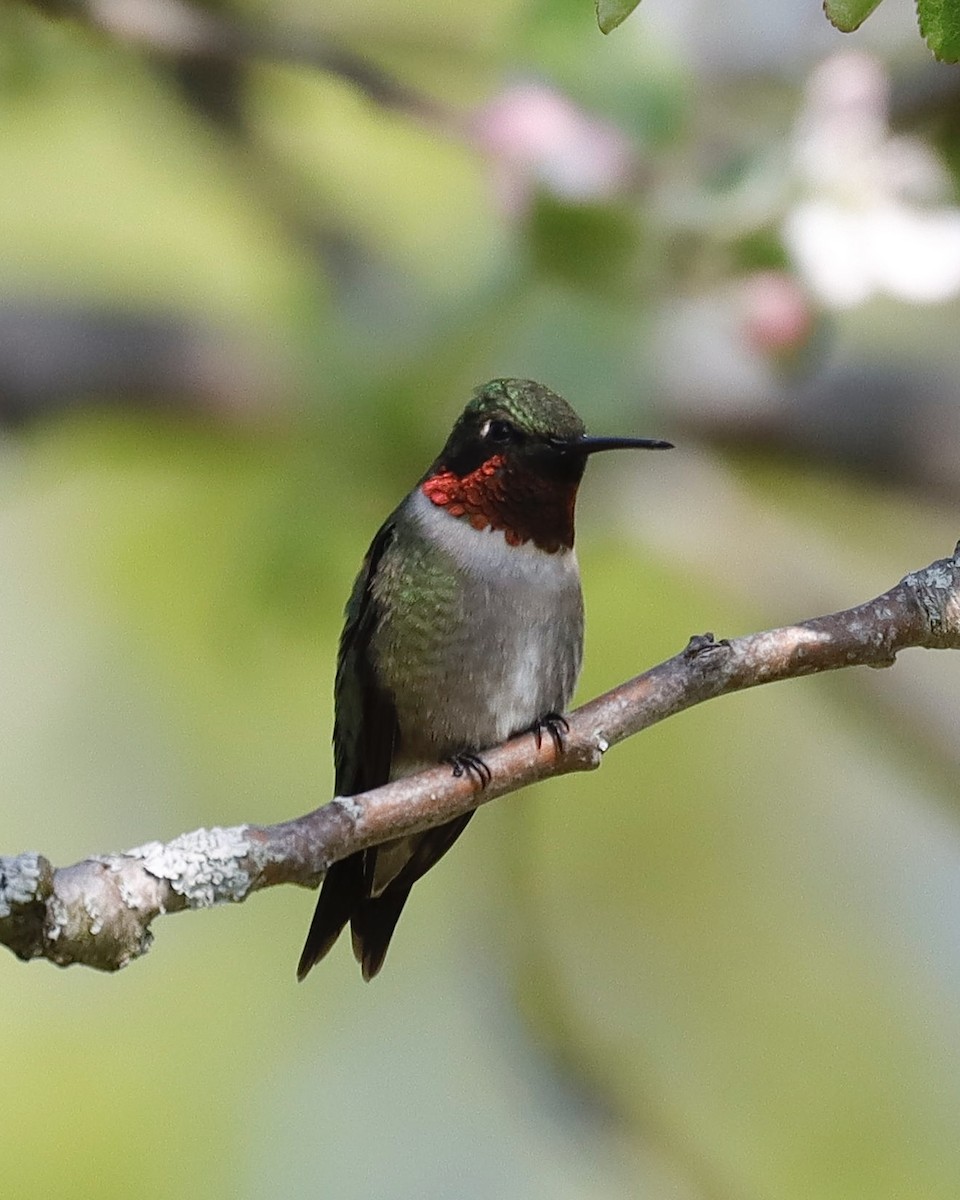 Ruby-throated Hummingbird - ML619122126