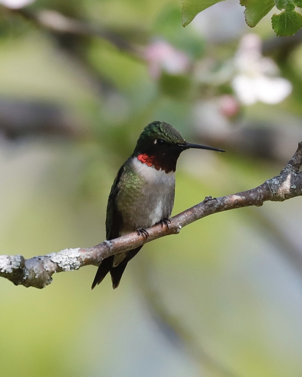 Colibrí Gorjirrubí - ML619122127