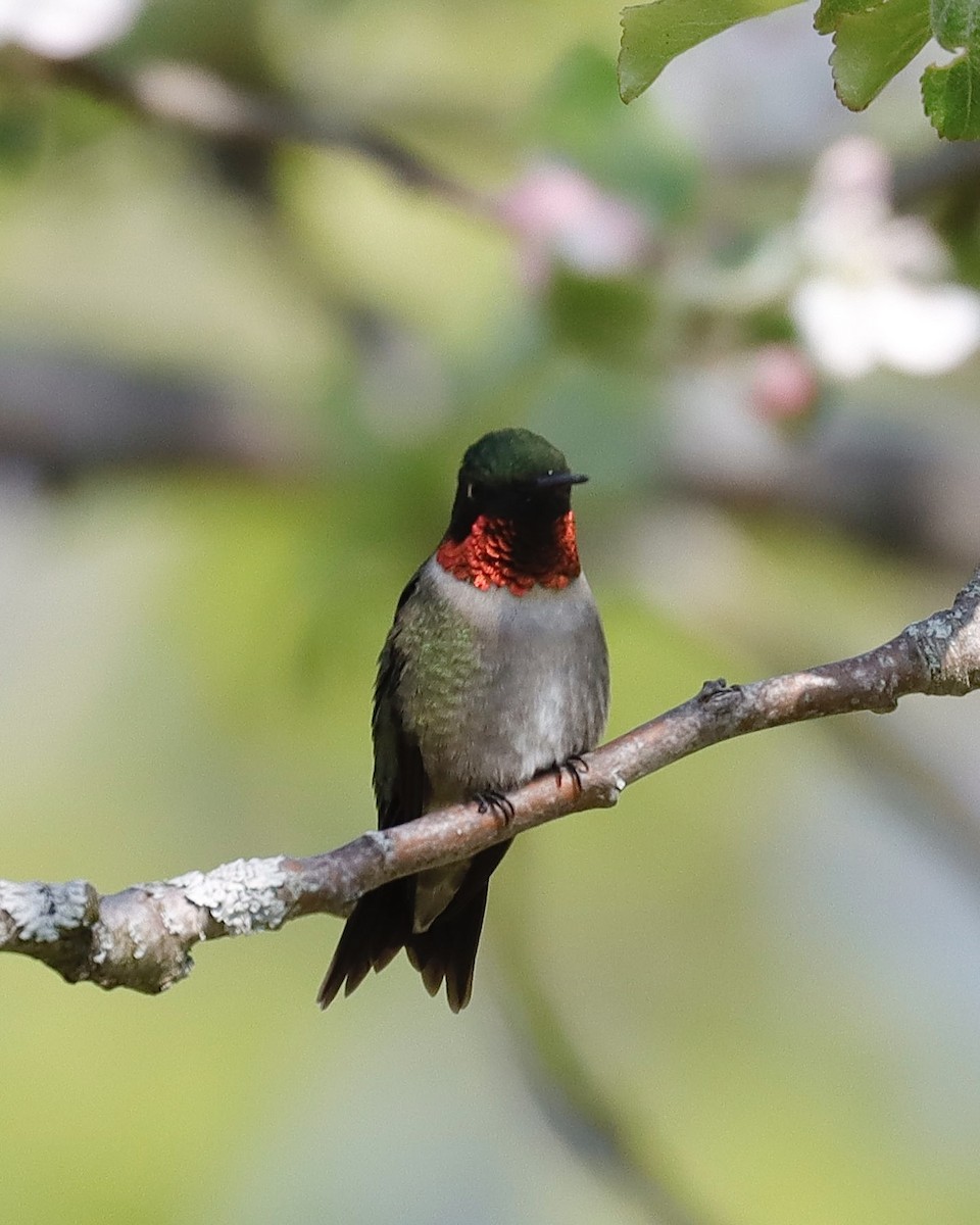 Colibri à gorge rubis - ML619122128