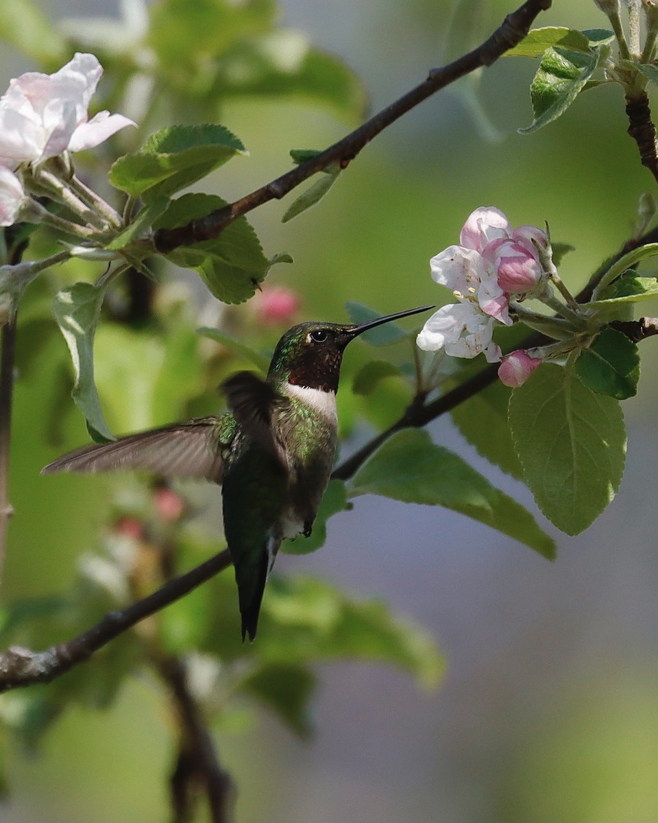 Ruby-throated Hummingbird - ML619122129