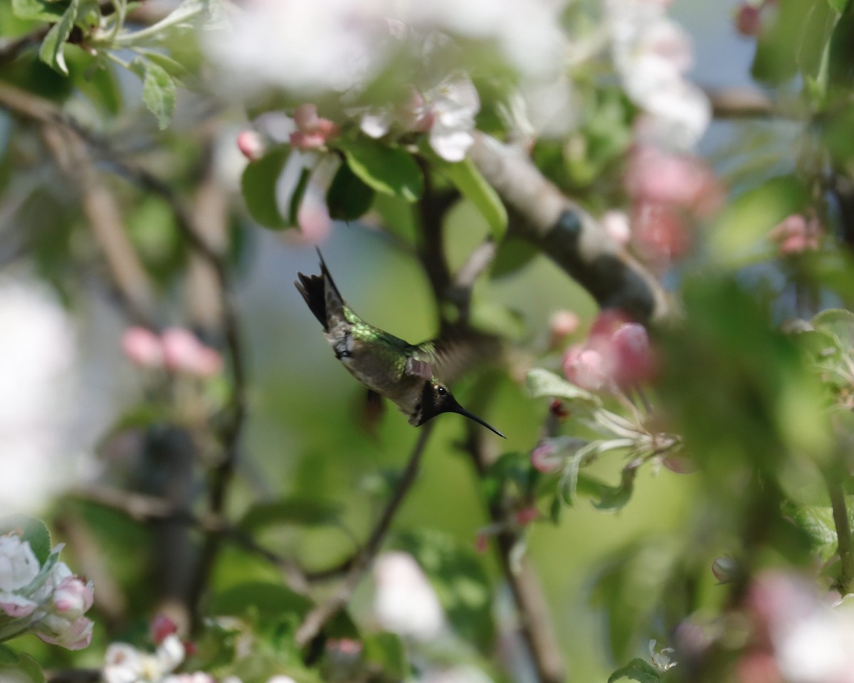 Ruby-throated Hummingbird - ML619122130