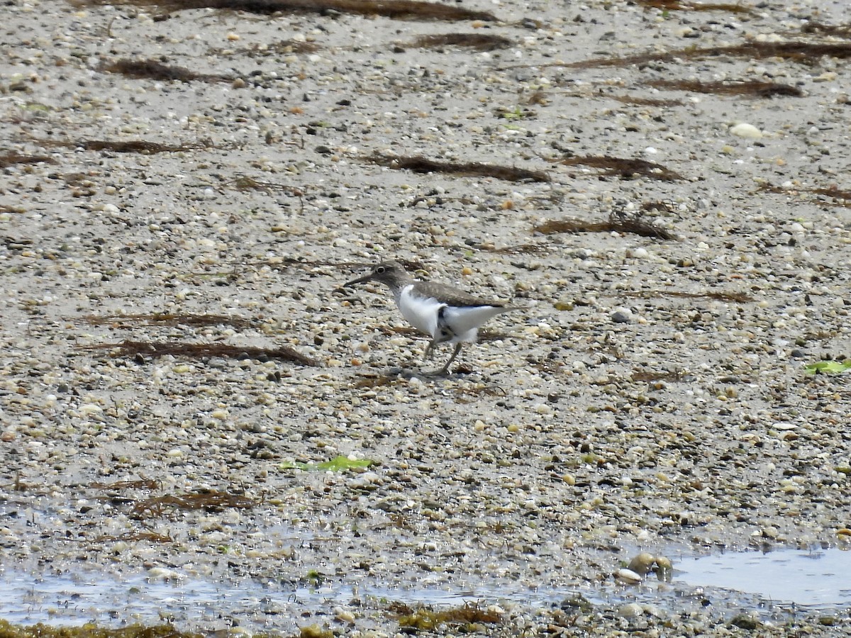 Common Sandpiper - ML619122133