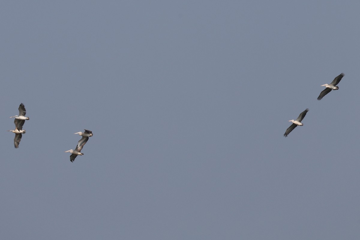 Spot-billed Pelican - Grant Robinson