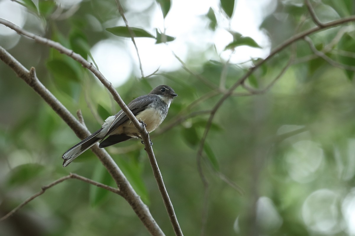 Northern Fantail - Todd Burrows