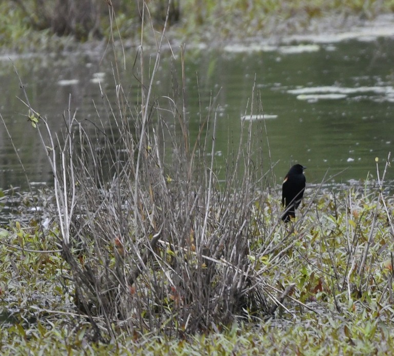 Red-winged Blackbird (Red-winged) - Randy Bodkins