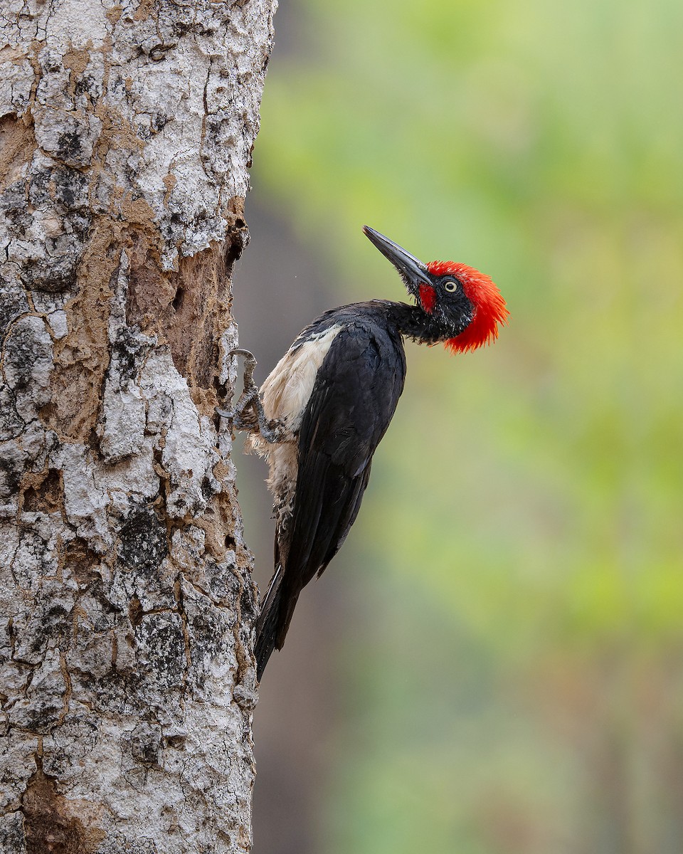 White-bellied Woodpecker - Boas Emmanuel
