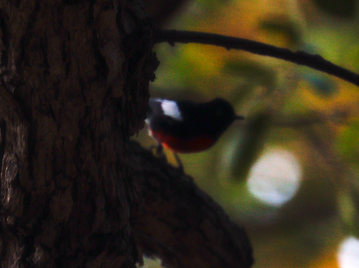 Painted Redstart - Daphne Asbell