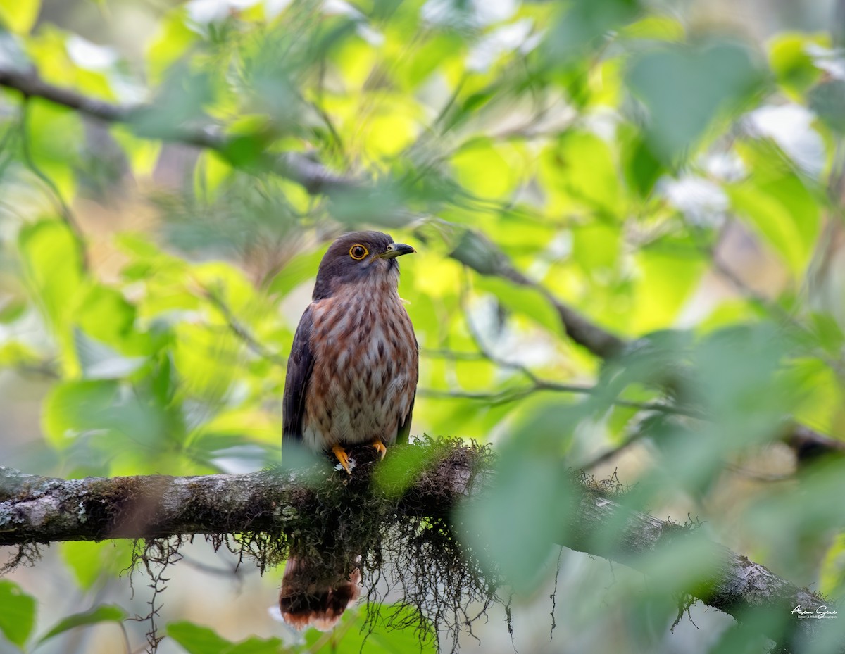 Hodgson's Hawk-Cuckoo - Asim Giri