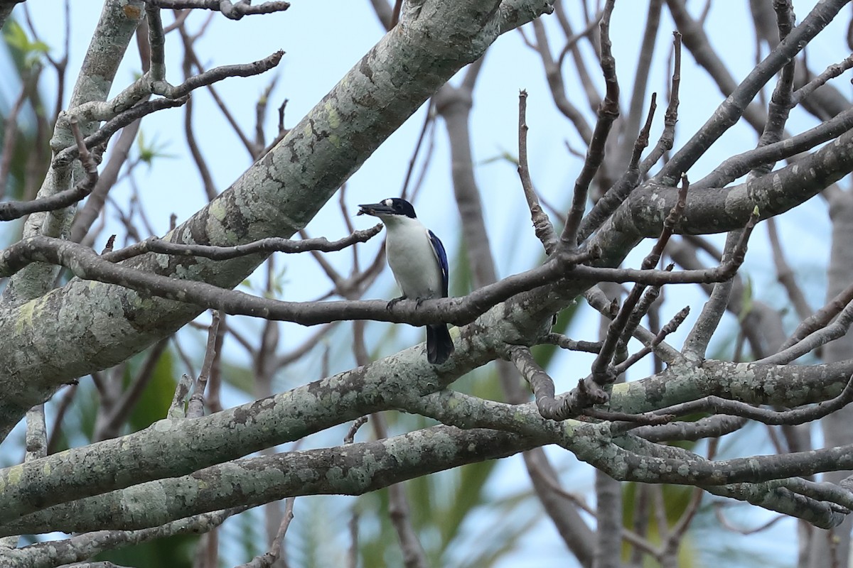 Forest Kingfisher - Todd Burrows