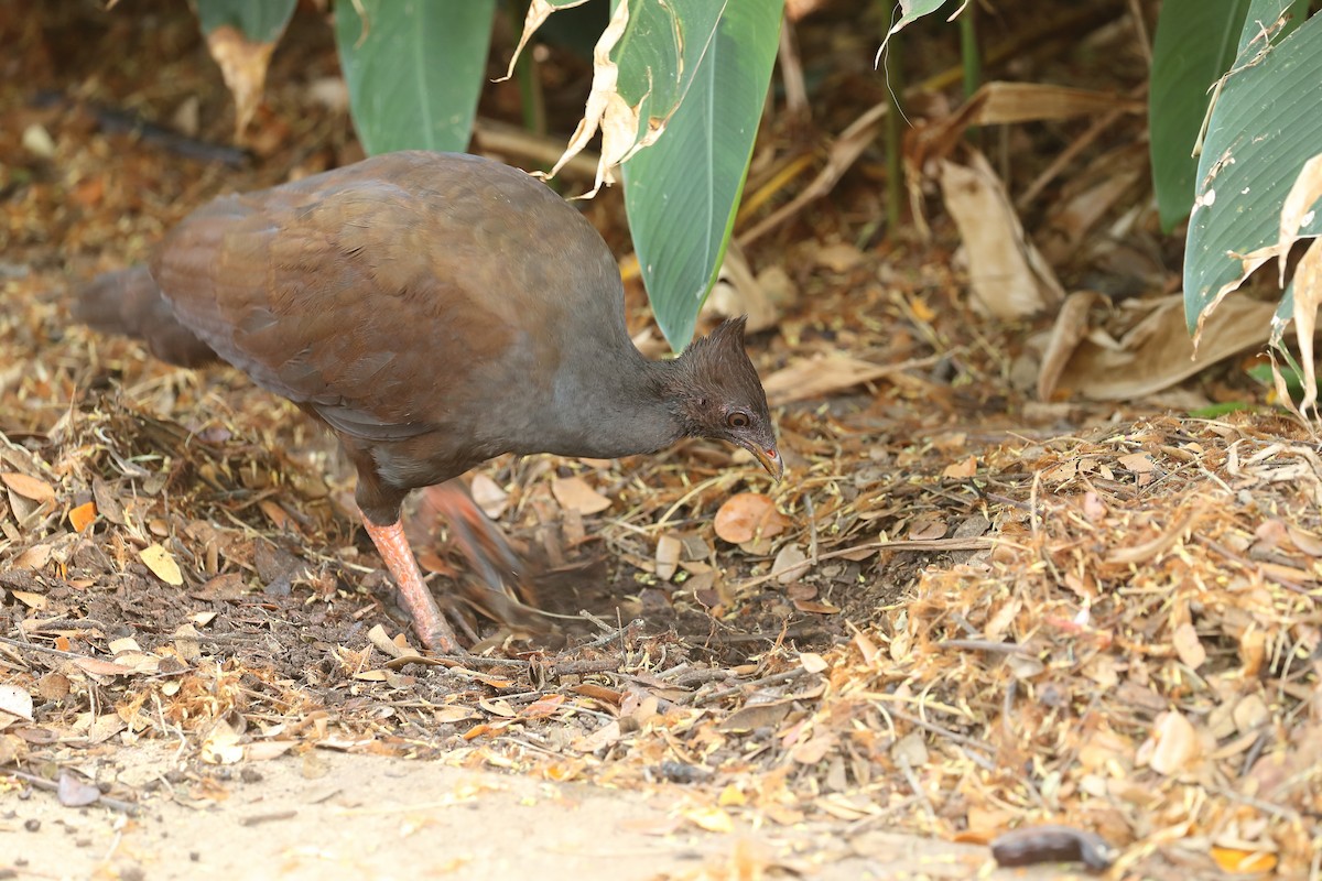 Orange-footed Megapode - Todd Burrows