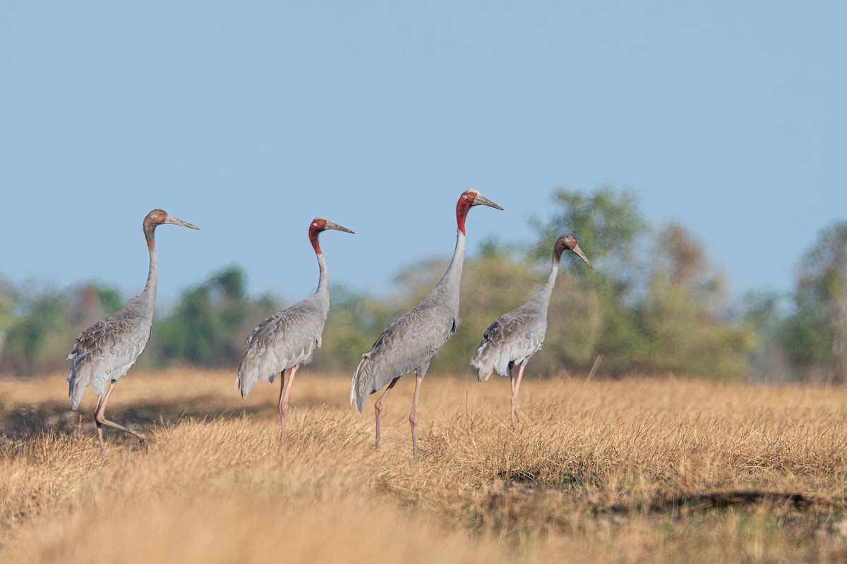 Sarus Crane - Boas Emmanuel