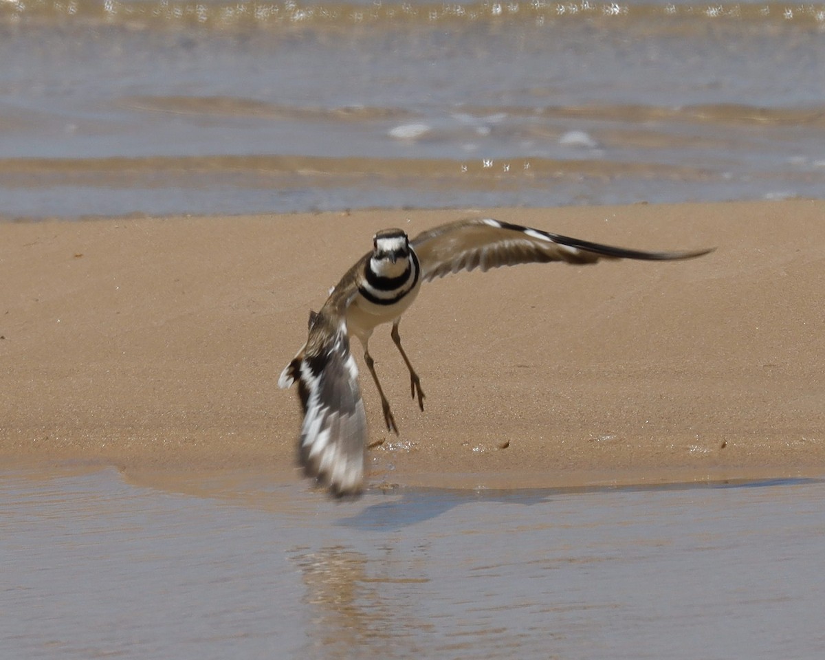 Killdeer - Sue Kurtz