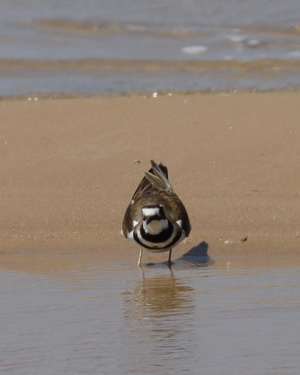 Killdeer - Sue Kurtz