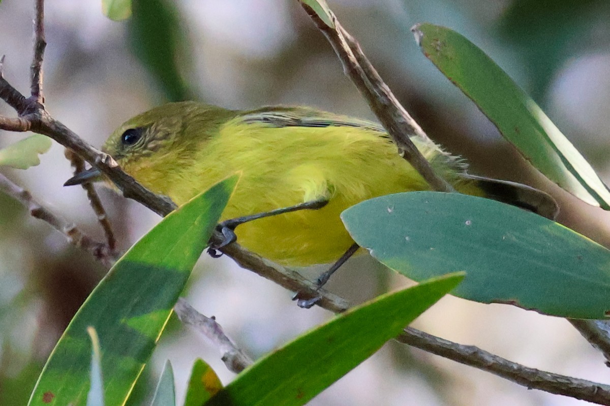 Yellow Thornbill - Sonia Boughton