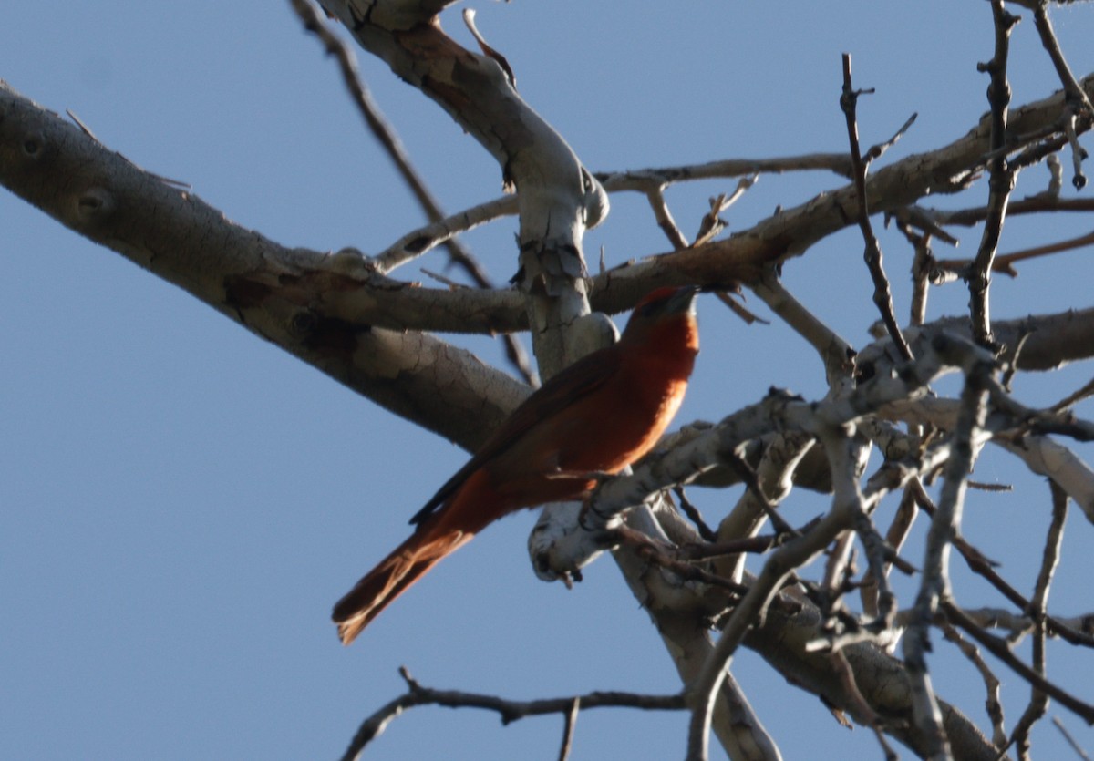 Hepatic Tanager - Daphne Asbell