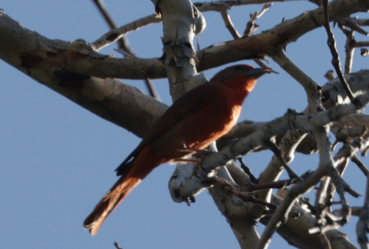 Hepatic Tanager - Daphne Asbell