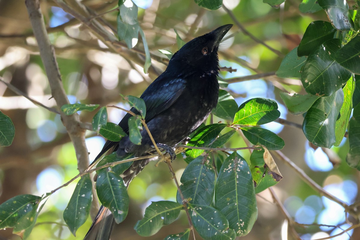 Spangled Drongo - ML619122232