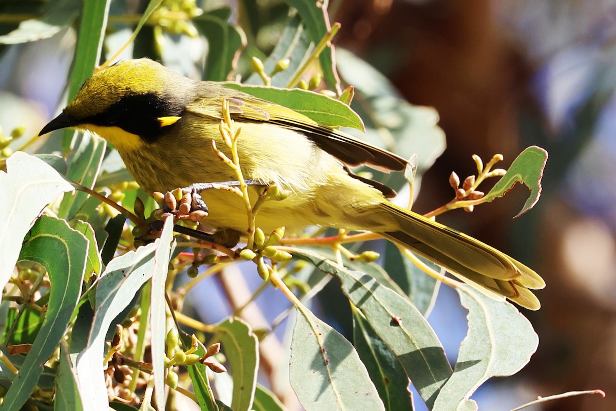 Yellow-tufted Honeyeater - Chris Chapman