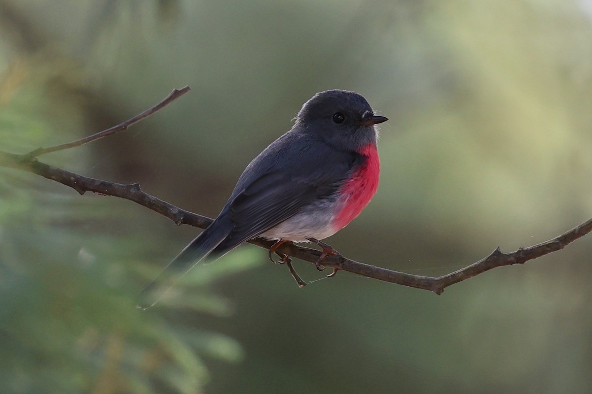 Rose Robin - Chris Chapman