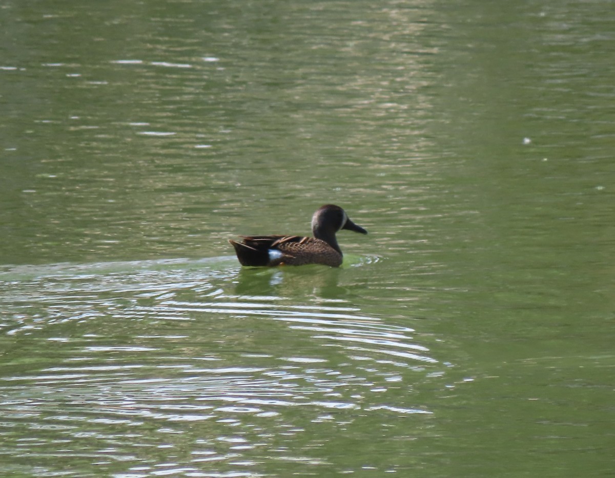 Blue-winged Teal - ML619122271