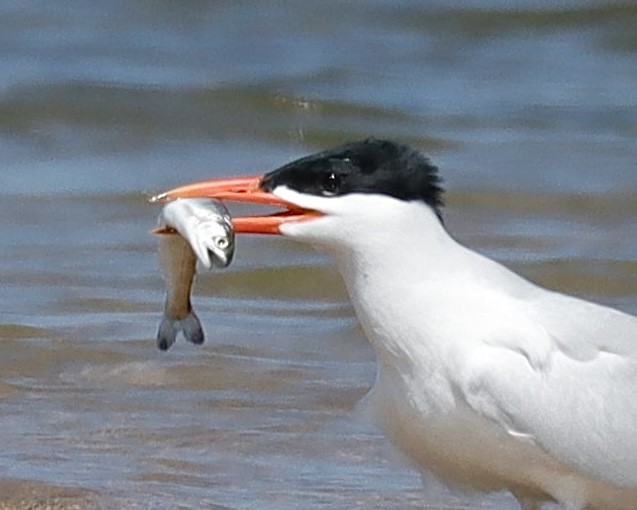 Caspian Tern - Sue Kurtz