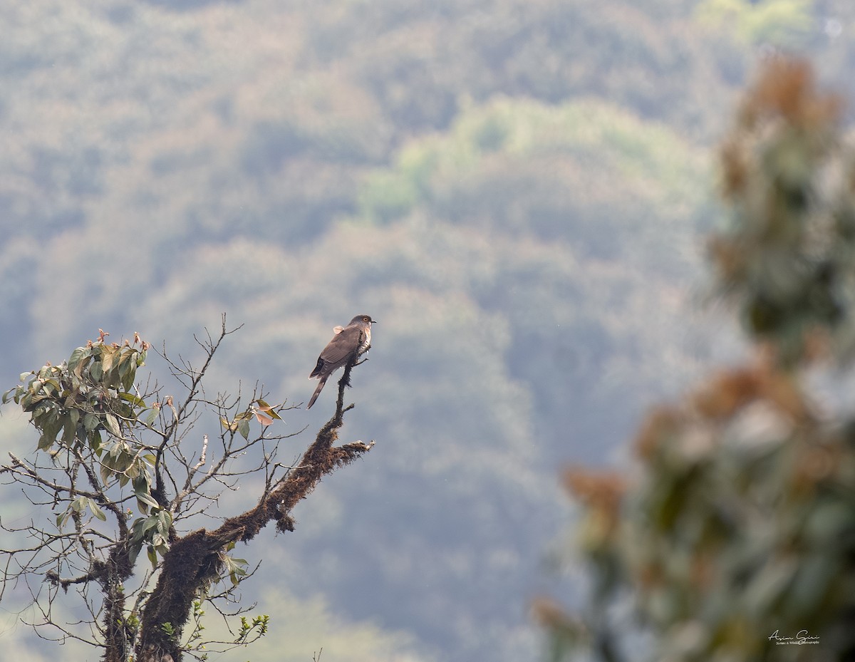 Large Hawk-Cuckoo - Asim Giri