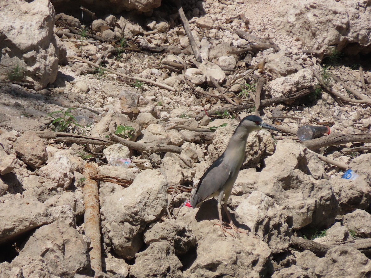 Black-crowned Night Heron - ML619122285