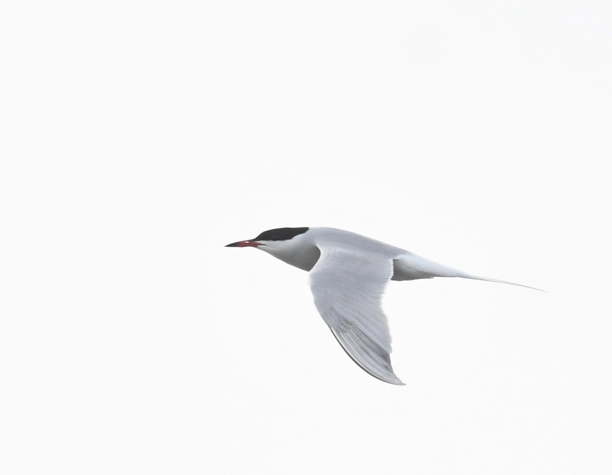 Common Tern - Peter Paul