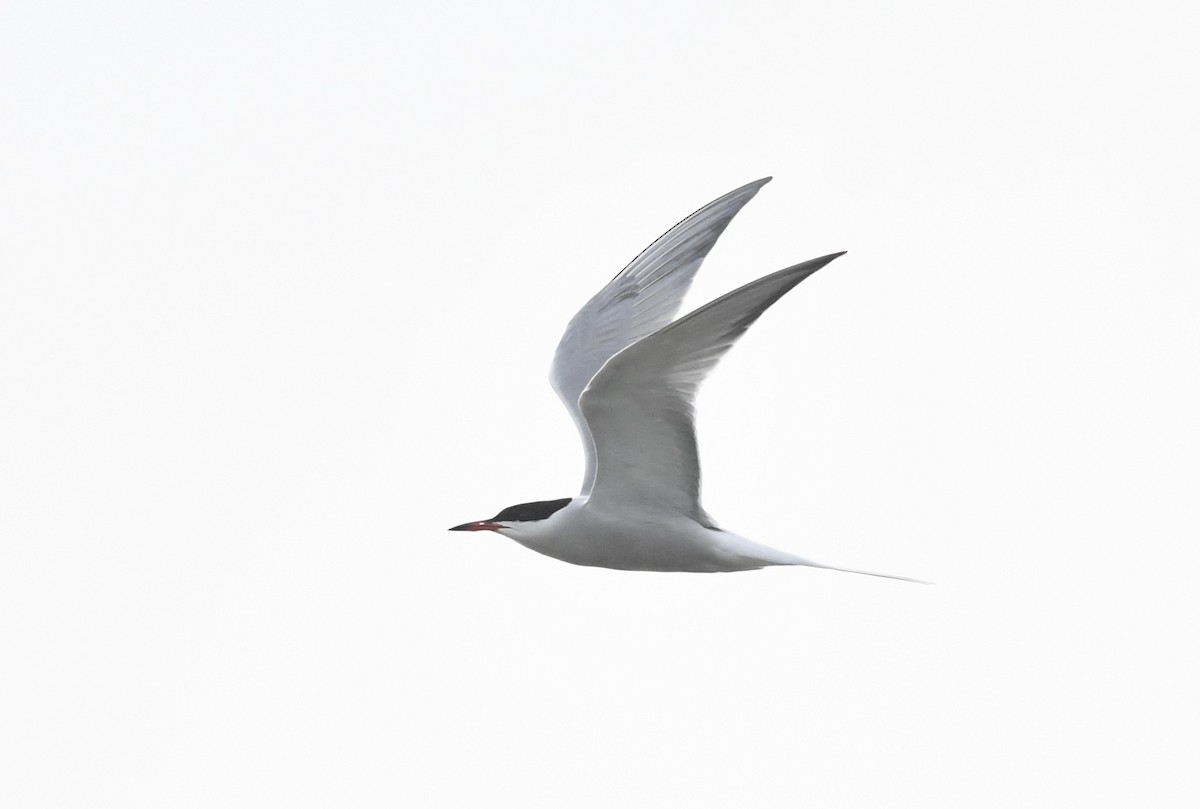 Common Tern - ML619122289