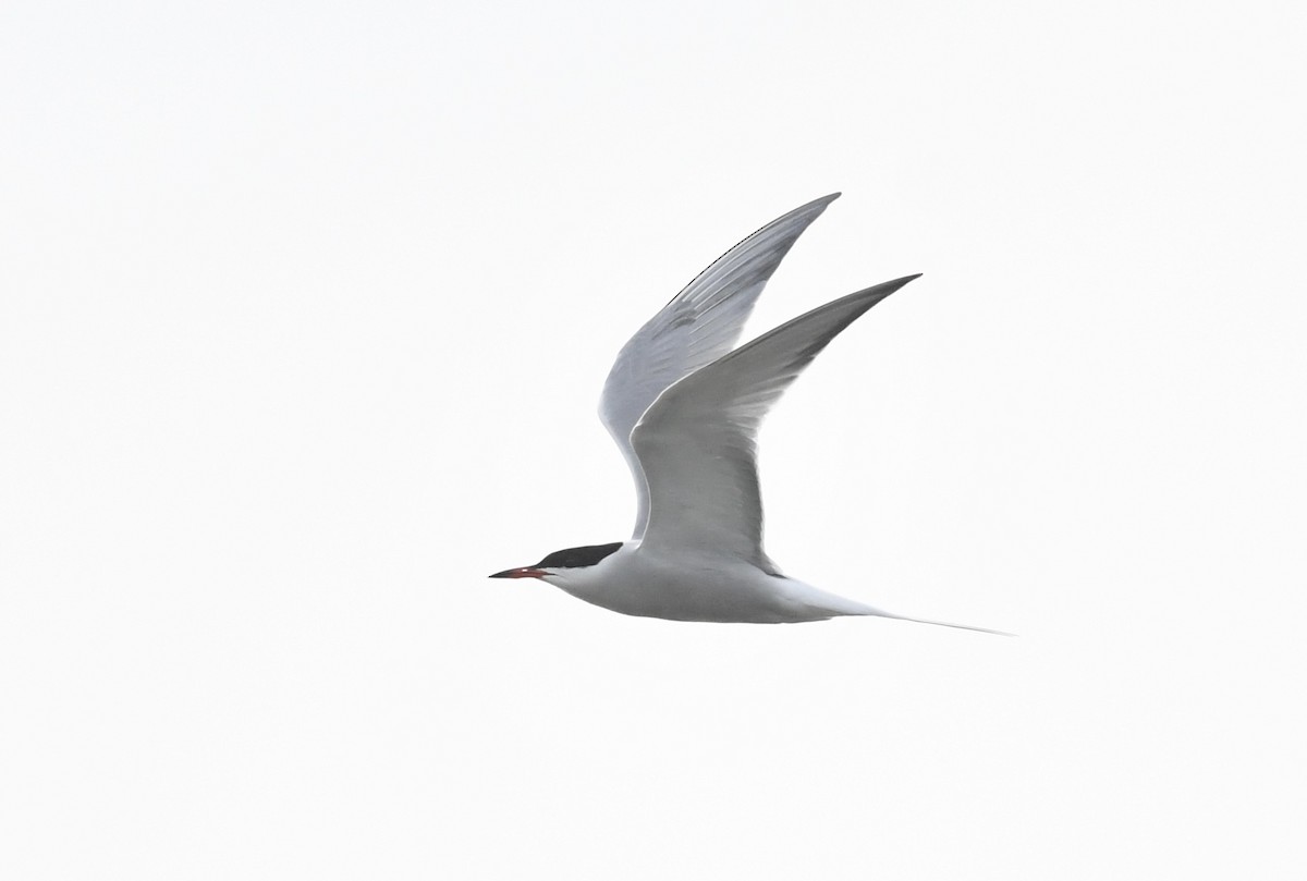 Common Tern - Peter Paul