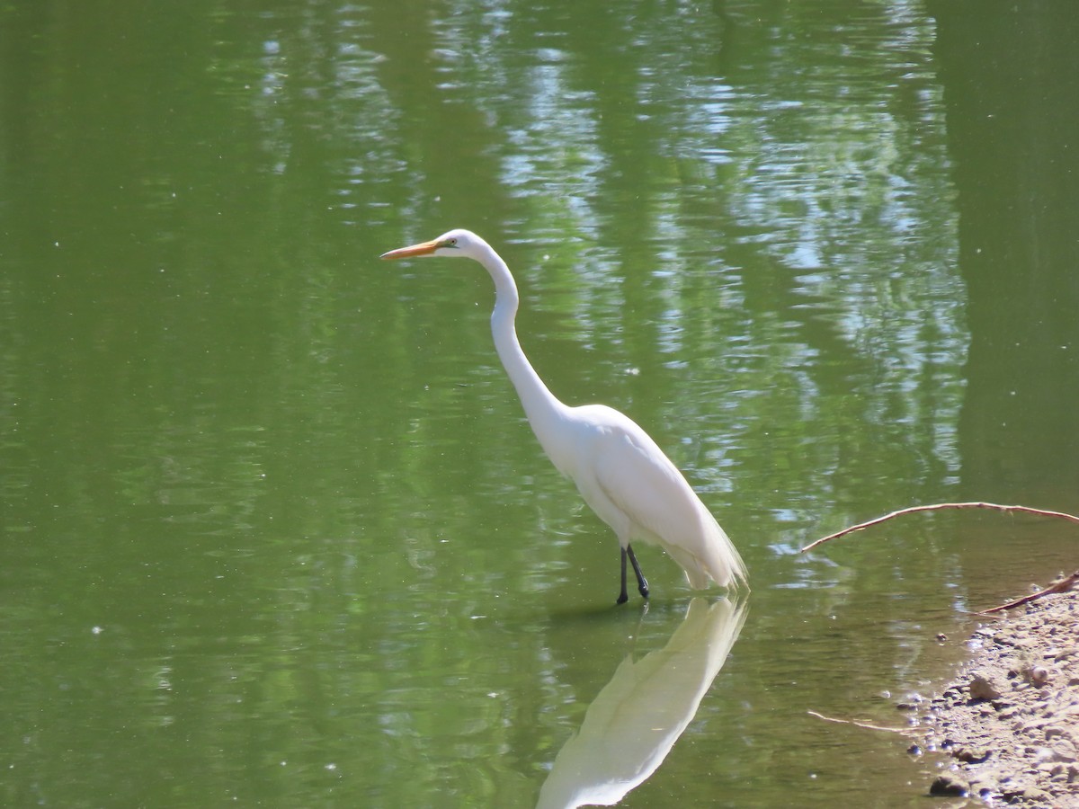 Great Egret - ML619122290