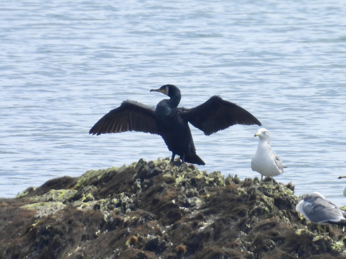 Japanese Cormorant - ML619122302