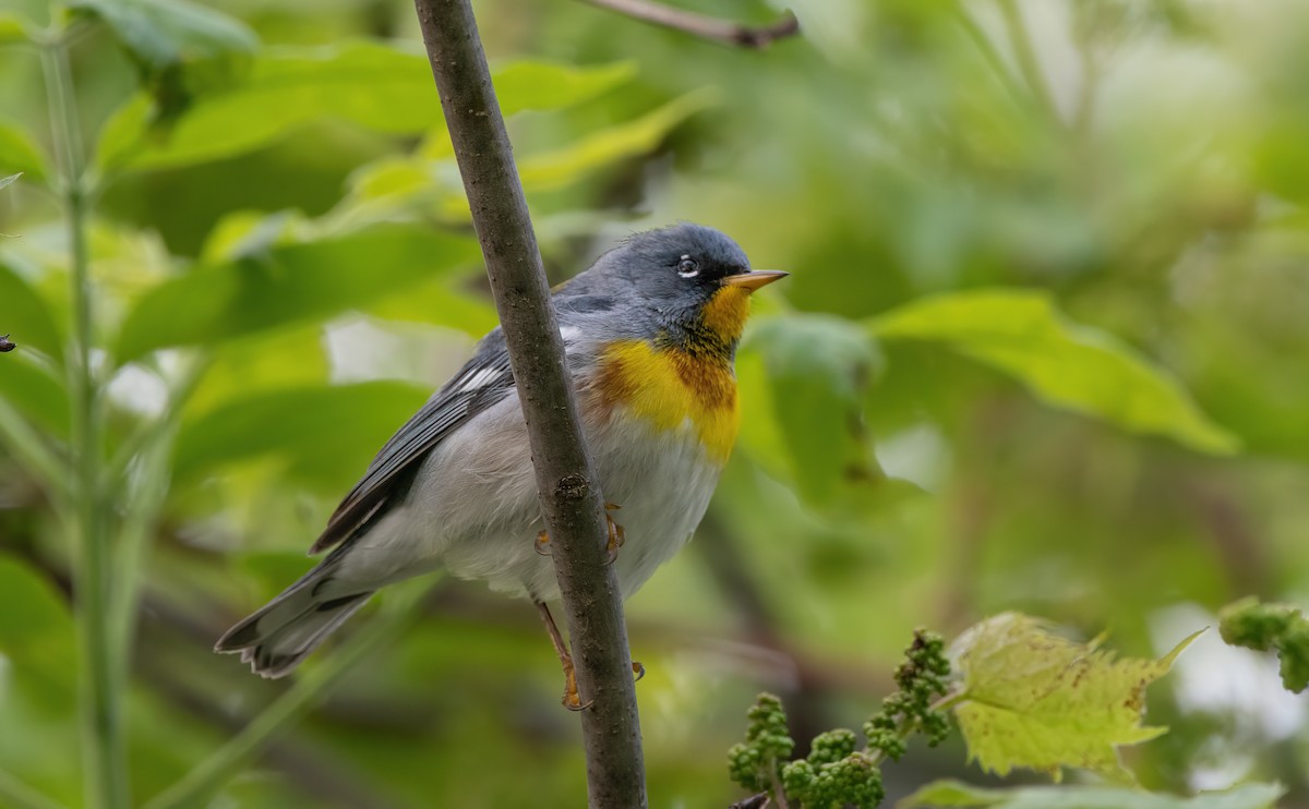 Northern Parula - Mike Good