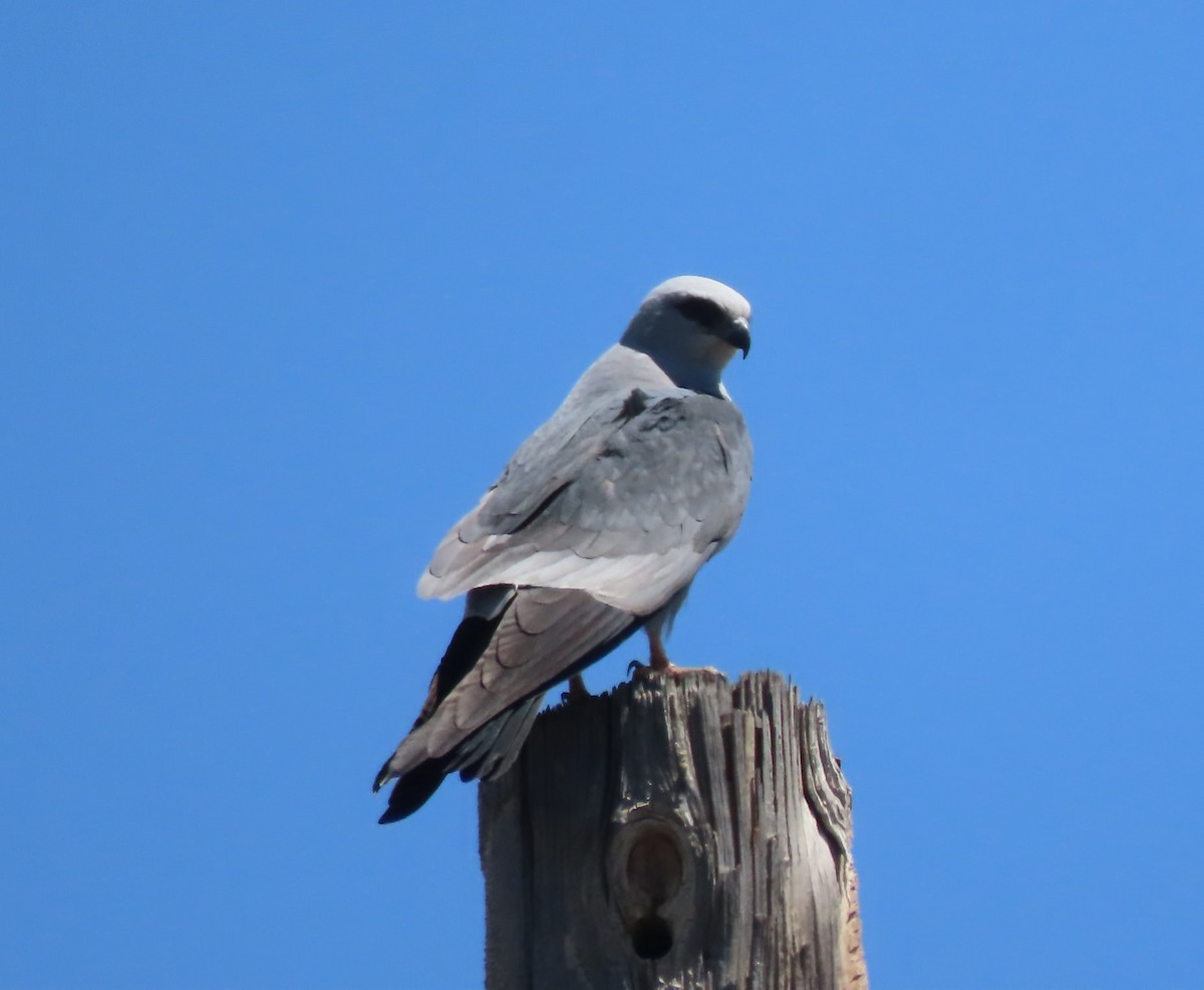 Mississippi Kite - ML619122306