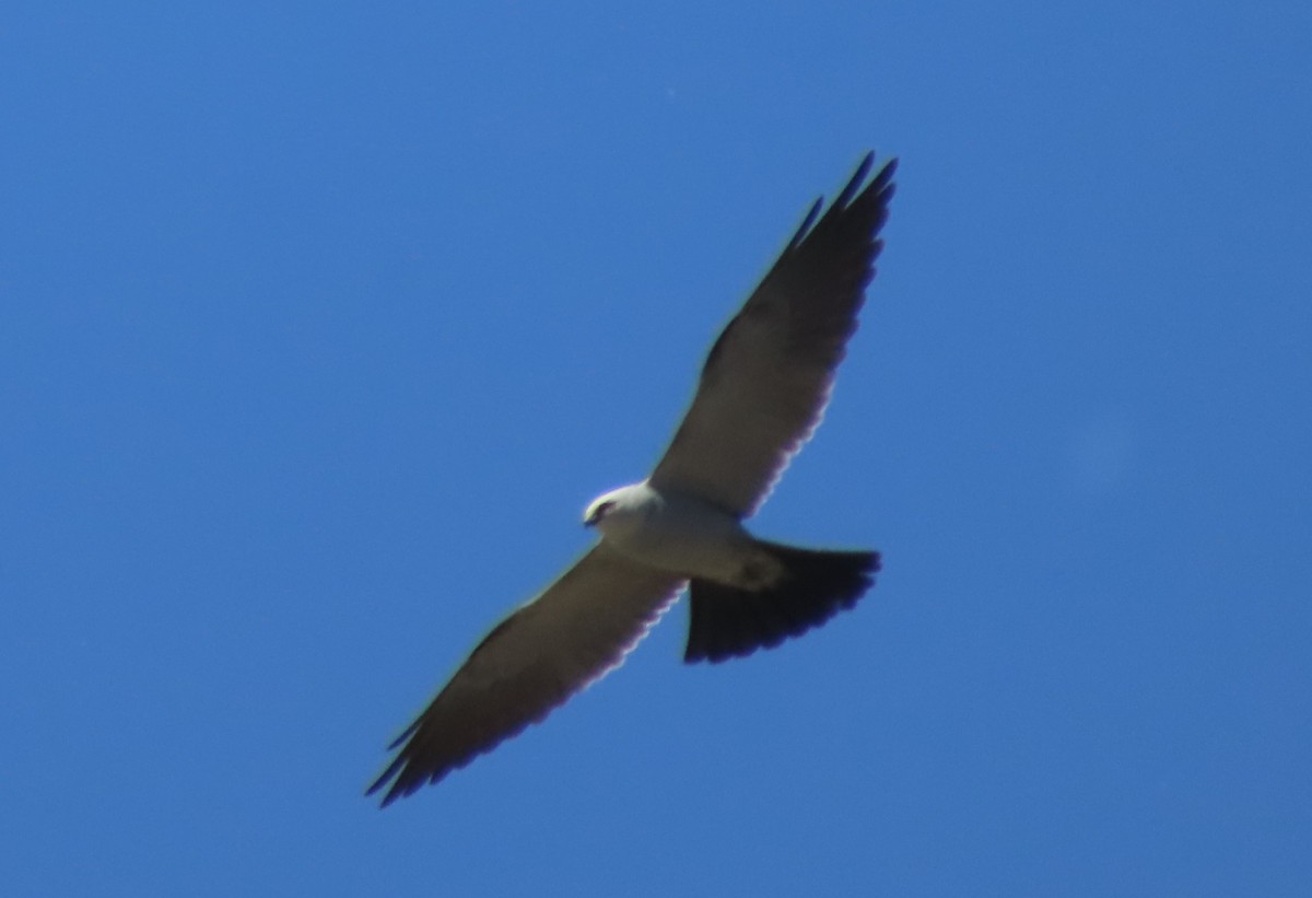 Mississippi Kite - Doug Kibbe