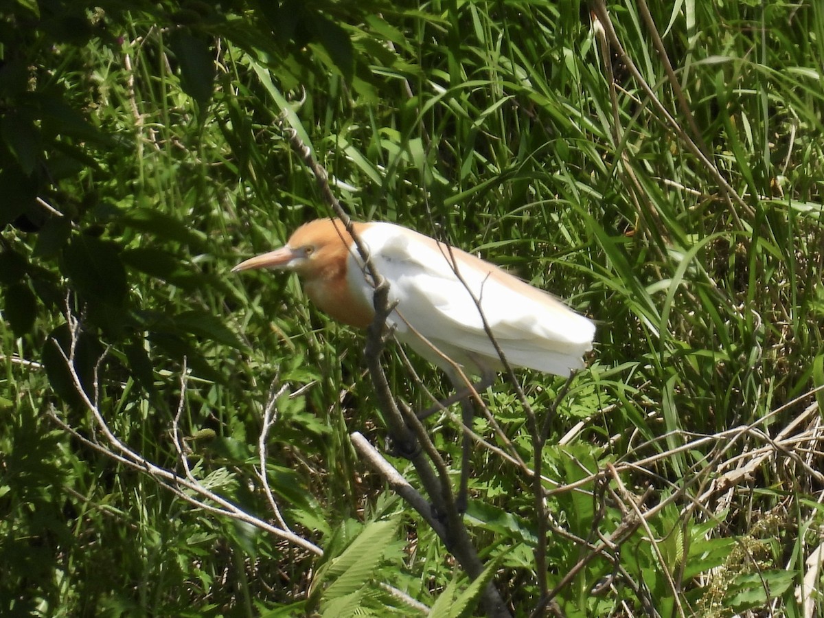 Eastern Cattle Egret - Stan Arnold