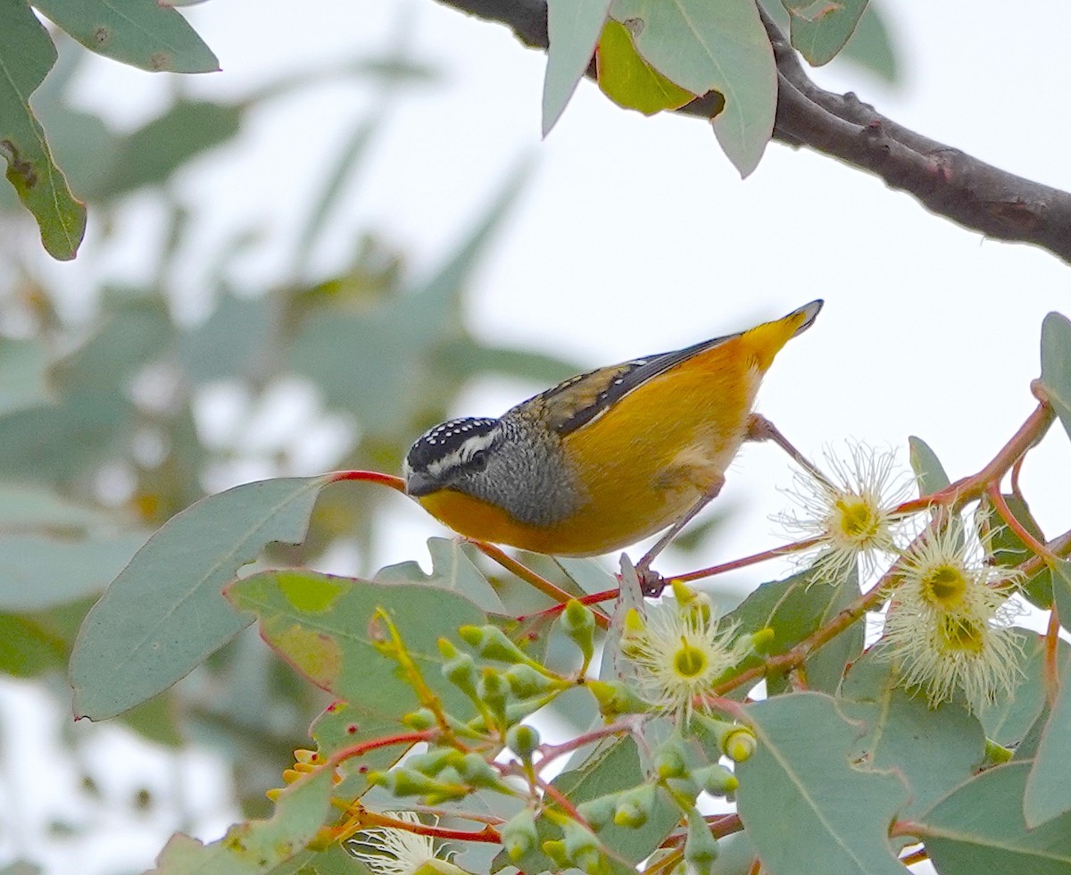 Spotted Pardalote - Norm Clayton