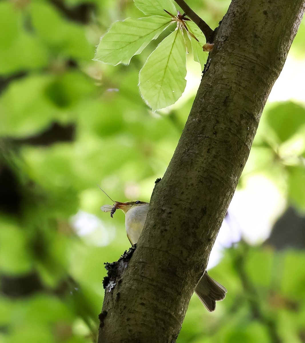 Wood Warbler - Edna Mosand