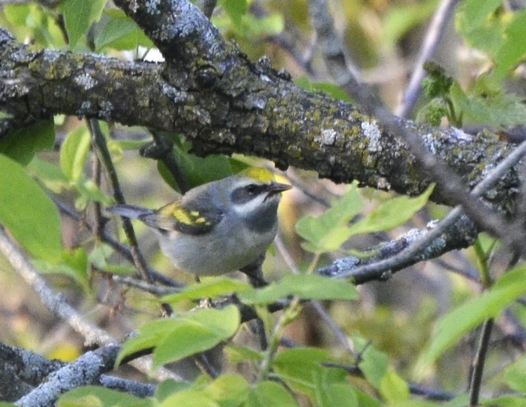 Golden-winged Warbler - Steve Wegner