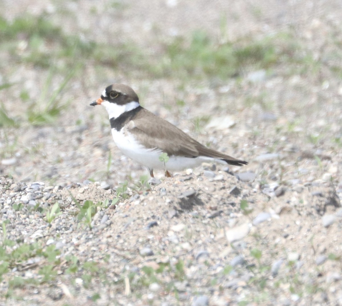 Semipalmated Plover - Karl Overman