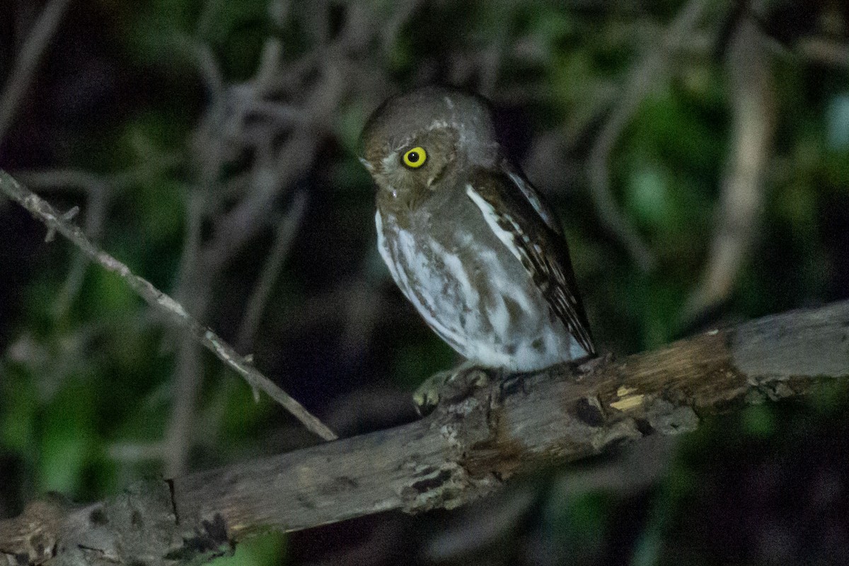 Elf Owl - Anthony Lee