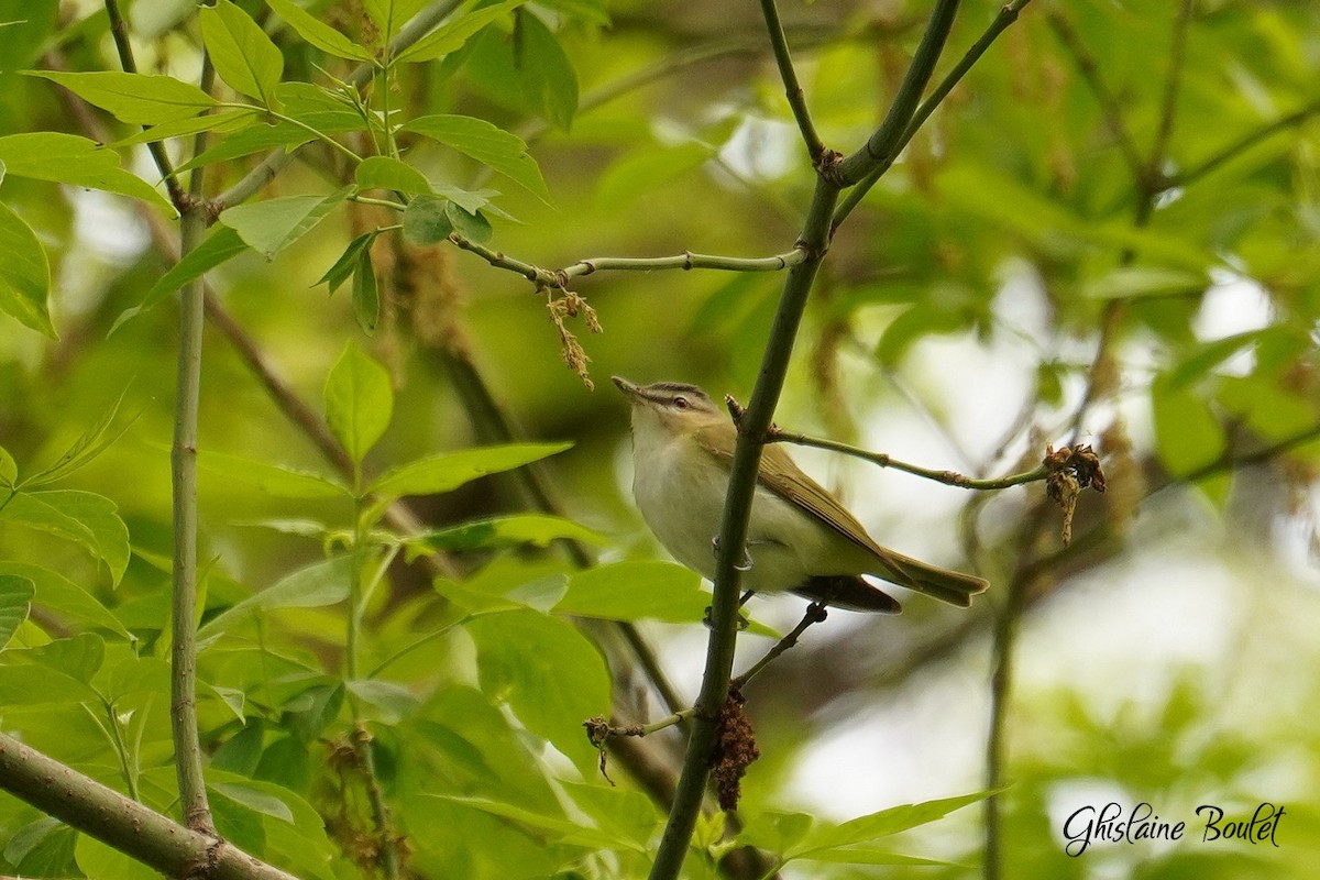 Red-eyed Vireo - Réal Boulet 🦆