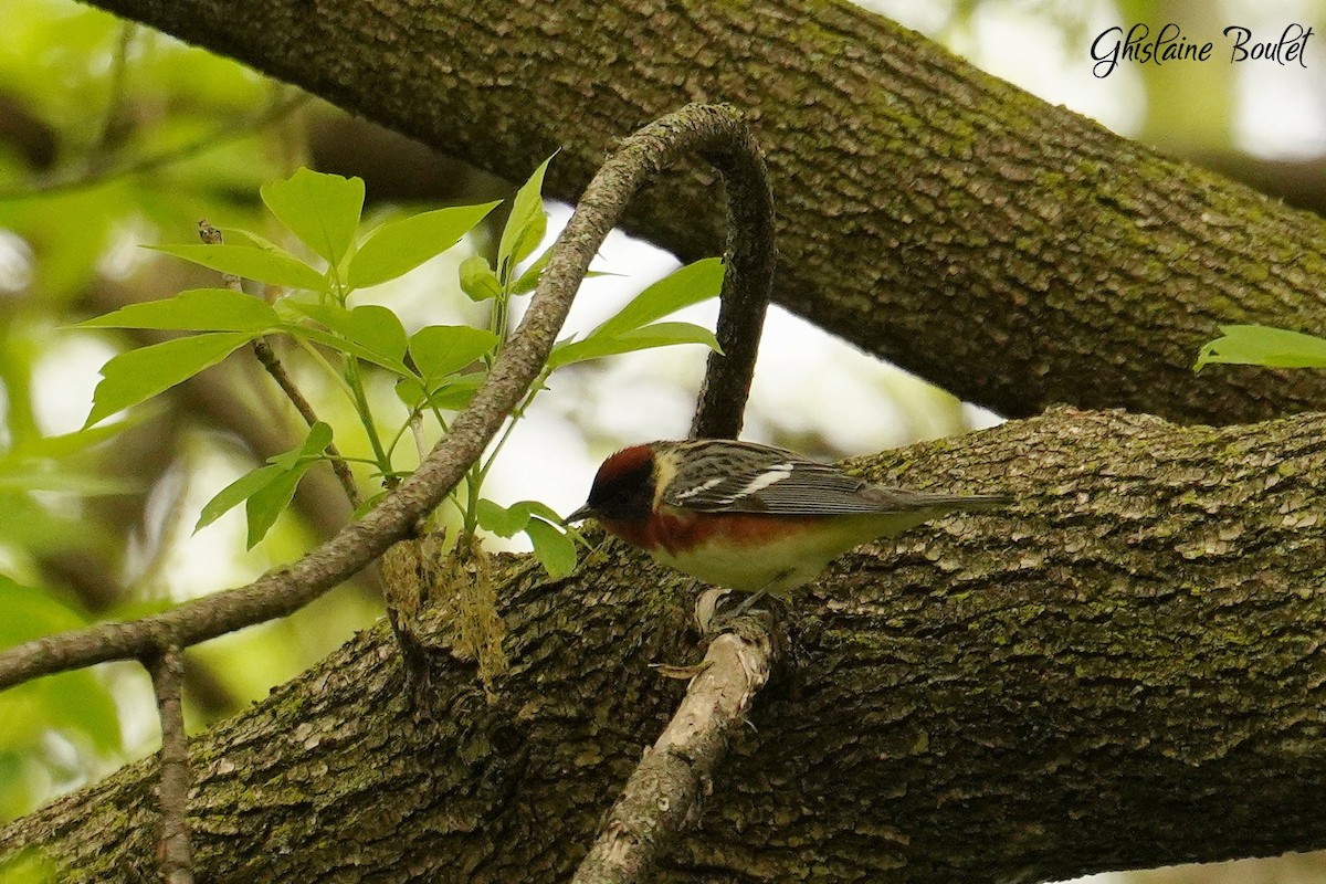 Bay-breasted Warbler - Réal Boulet 🦆