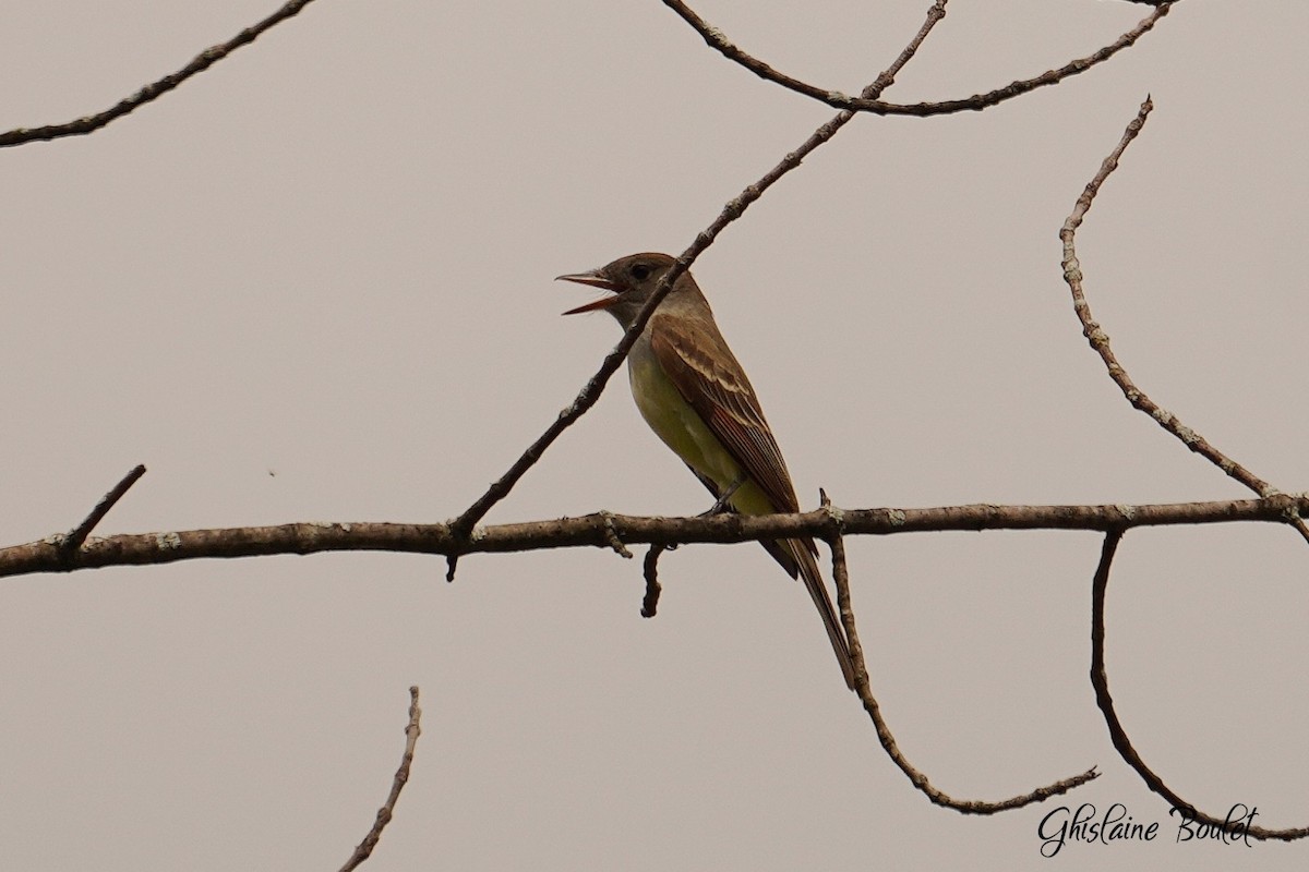 Great Crested Flycatcher - ML619122390
